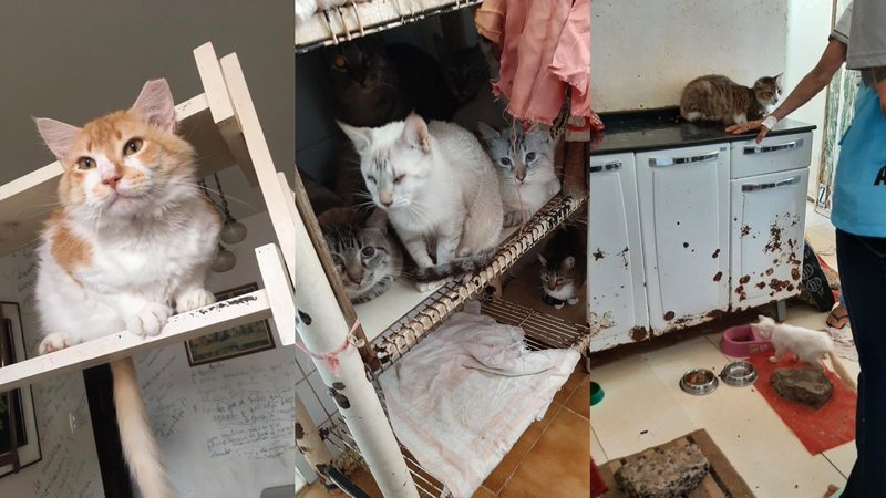Apartamento de idosa está repleto de gatos. Foto: arquivo pessoal