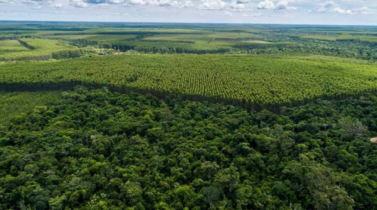 Área florestal na Bahia deve ser expandida até 2033. Foto: divulgação.