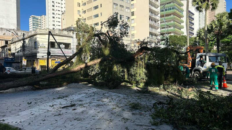 Árvore caiu no Campo Grande. Foto: reprodução/Tácio Caldas