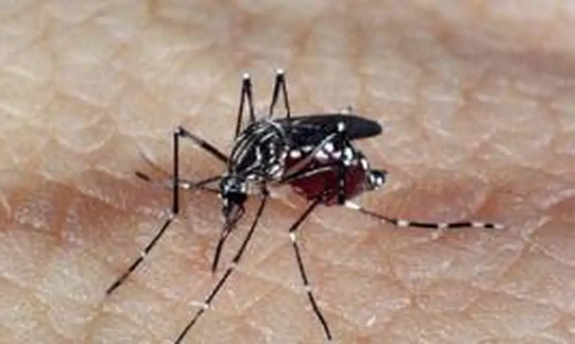 Casos de Dengue. Foto: reprodução/Agência Brasil