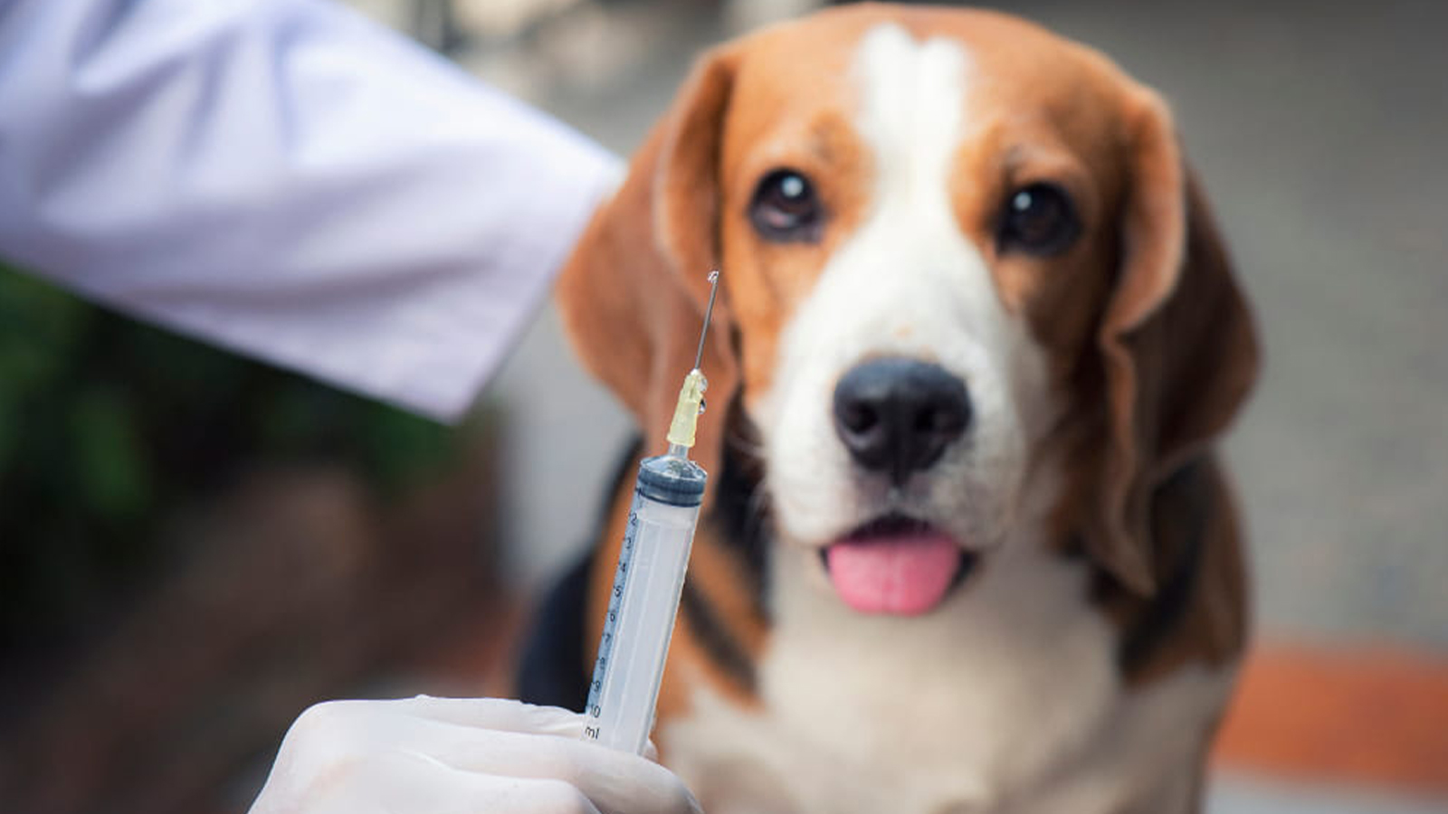 Vacinação canina em Salvador. Foto: reprodução